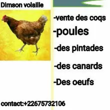 Dimache Namoano